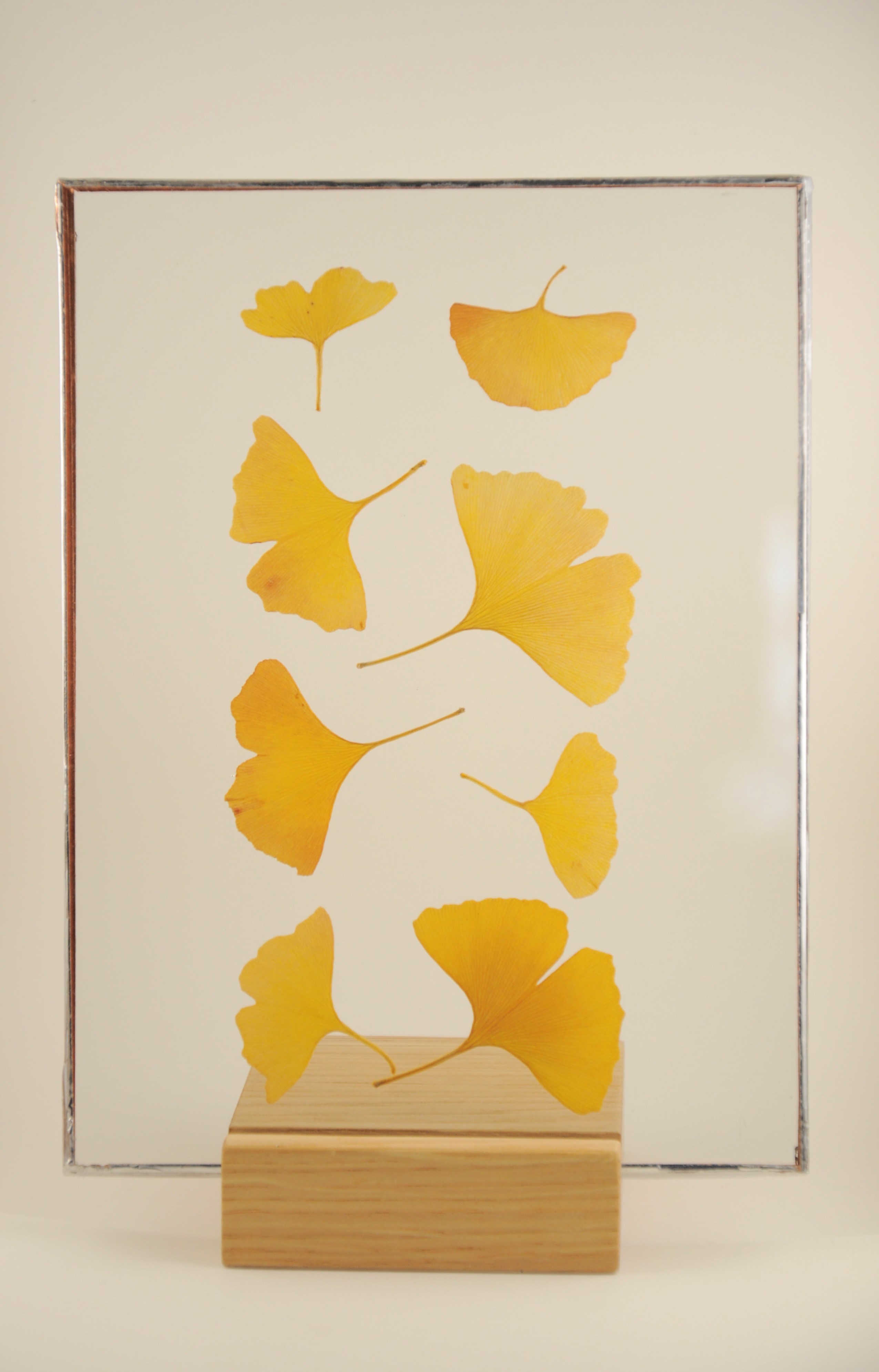 Herbier lumineux Gingko Biloba - le Totem